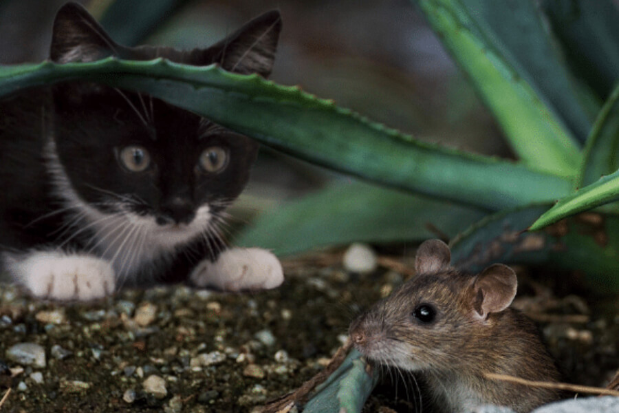 ¿El gato es carnívoro, herbívoro u omnívoro y qué debe comer?